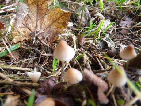 Guía de hongos o setas + Amanita Muscaria