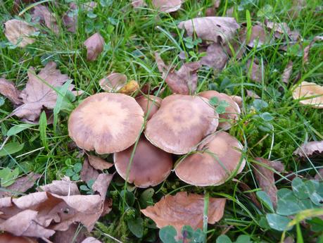 Guía de hongos o setas + Amanita Muscaria