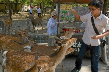 LA RUTA NIPONA: NARA Y OSAKA EN UN DÍA