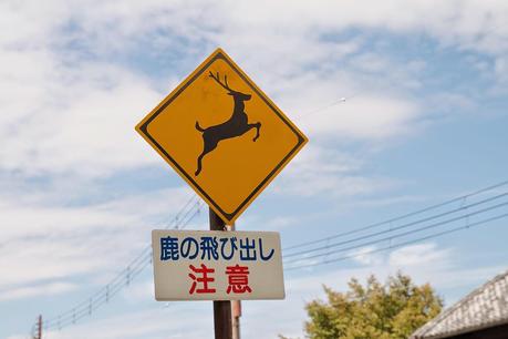 LA RUTA NIPONA: NARA Y OSAKA EN UN DÍA