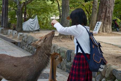 LA RUTA NIPONA: NARA Y OSAKA EN UN DÍA