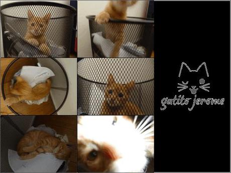 Jerry el Hoy Compartimos - Mascotas