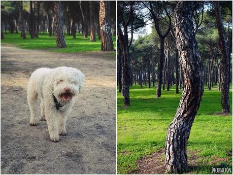 HOY COMPARTIMOS... MASCOTAS