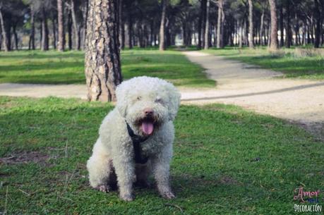 HOY COMPARTIMOS... MASCOTAS