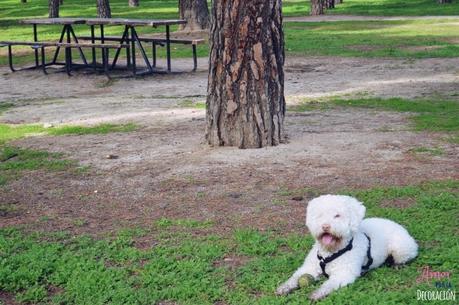 HOY COMPARTIMOS... MASCOTAS