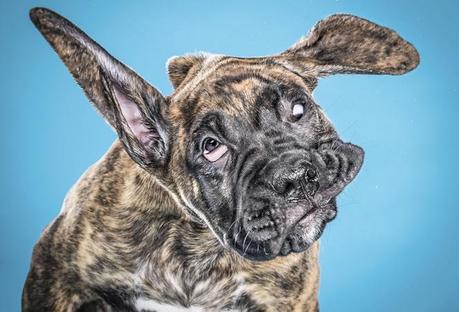 Carli Davidson y su proyecto “Shake Puppies” shake puppies