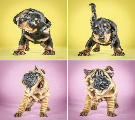 Carli Davidson y su proyecto “Shake Puppies” shake puppies