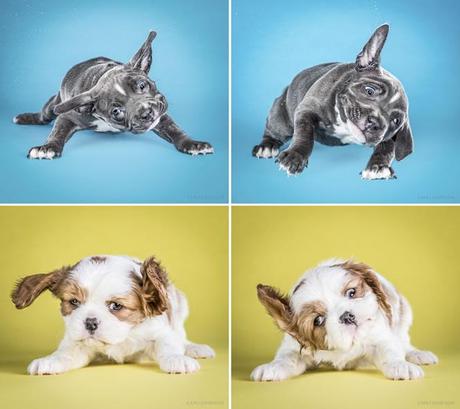 Carli Davidson y su proyecto “Shake Puppies” shake puppies