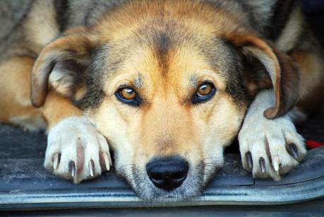 Lenguaje corporal: los ojos de tu perro