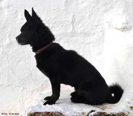 perros, mascotas, perro, lasa apso, perro tibetano, hoy compartimos, inicitiva blogger