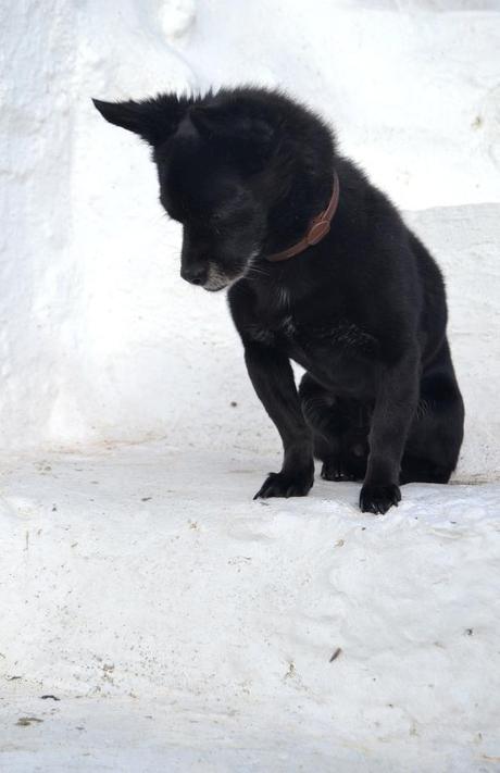 perros, mascotas, perro, lasa apso, perro tibetano, hoy compartimos, inicitiva blogger
