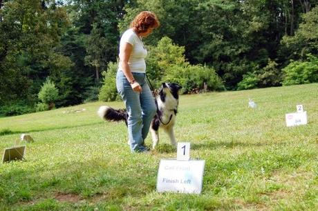 Una forma diferente de practicar la obediencia con tu perro Una forma diferente de practicar la obediencia con tu perro