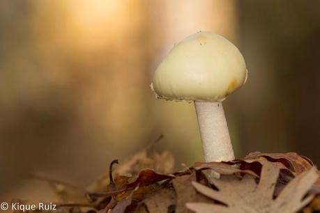 Macro 2014 VIII (setas) Macro 2014 VIII (setas)