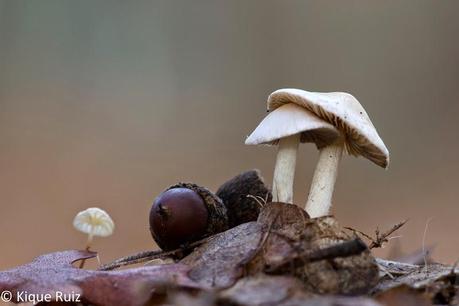 Macro 2014 VIII (setas) Macro 2014 VIII (setas)