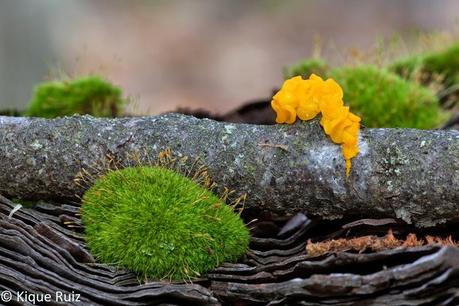 Macro 2014 VIII (setas) Macro 2014 VIII (setas)