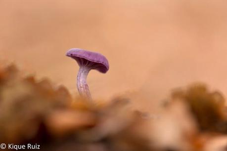 Macro 2014 VIII (setas) Macro 2014 VIII (setas)