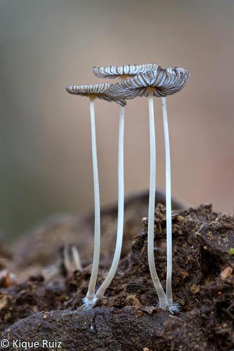 Macro 2014 VIII (setas) Macro 2014 VIII (setas)