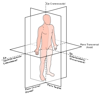 Situs Inversus o cuando el cuerpo está todo al revés