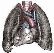 Situs Inversus o cuando el cuerpo está todo al revés