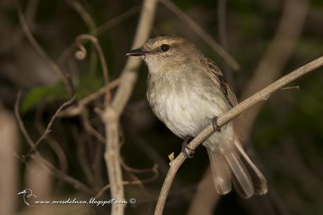 Mosqueta ceja blanca (Fuscous Flycatcher) Cnemotriccus fuscatus