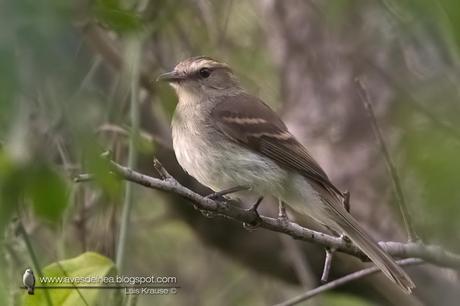 Mosqueta ceja blanca (Fuscous Flycatcher) Cnemotriccus fuscatus