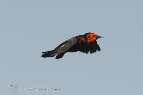 Federal (Scarlet-headed blackbird) Amblyramphus holosericeus