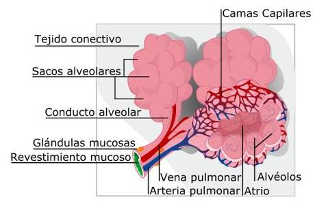 Alveolos