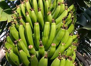 Plátano de Canarias Plátano de Canarias
