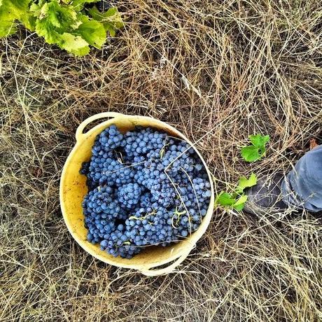 Vino Uvas Nómadas Garnacha 2013