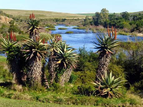 Ruta Jardín. De Wilderness a Ciudad del Cabo. Sudáfrica