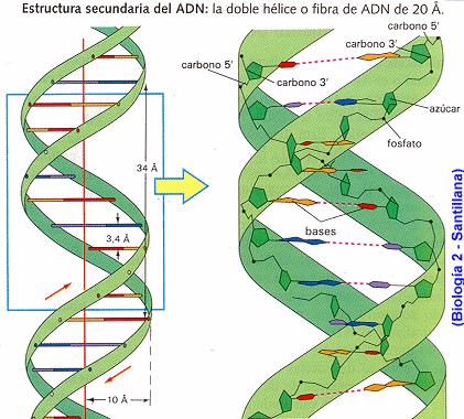 Estructura del ADN