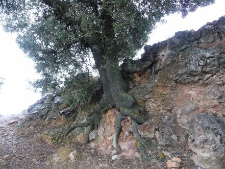 De Caudiel a Cirat III Edición, variante canteras Gullirno - Alto Covarada De Caudiel a Cirat III Edición, variante canteras Gullirno - Alto Covarada