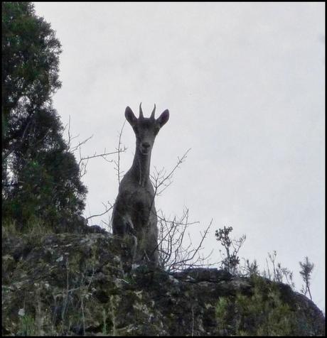Un Paseo por La Crevá (Quebrada) de Cirat Un Paseo por La Crevá (Quebrada) de Cirat