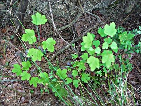 Un Paseo por La Crevá (Quebrada) de Cirat Un Paseo por La Crevá (Quebrada) de Cirat