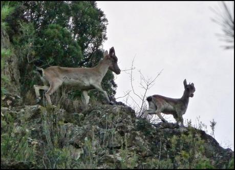 Un Paseo por La Crevá (Quebrada) de Cirat Un Paseo por La Crevá (Quebrada) de Cirat