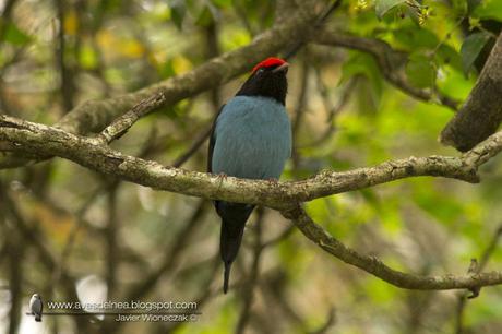 Bailarín azul (Swallow-tailed Manakin) Chiroxiphia caudata