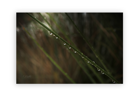 Otoño –Patios, matices, gotas que evocan-