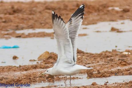 Gaviota cáspica (Larus cachinnas) 3º invierno, 3ºcy