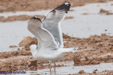 Gaviota cáspica (Larus cachinnas) 3º invierno, 3ºcy