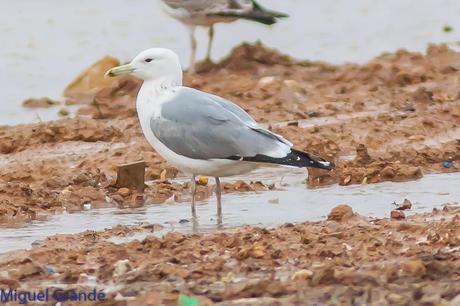 Gaviota cáspica (Larus cachinnas) 3º invierno, 3ºcy