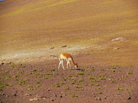 Géiseres de El Tatio Mallku. Atacama. Chile Géiseres de El Tatio Mallku. Atacama. Chile