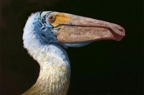 Votaciones a las 3 mejores contribuciones al X Carnaval de Geología Deinocheirus y su cambio de look
