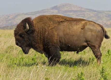 Votaciones a las 3 mejores contribuciones al X Carnaval de Geología Bisontes vs Búfalos