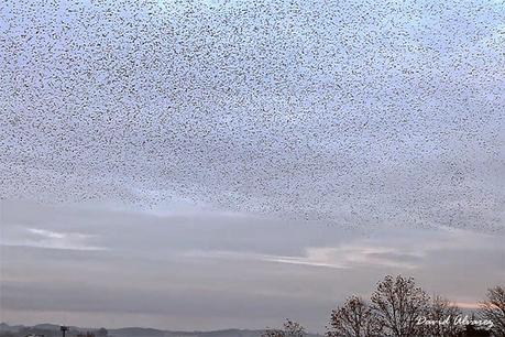 Los depredadores, las presas y el efecto de confusión Los depredadores, las presas y el efecto de confusión