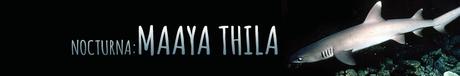 Nocturnas en Maldivas NOCTURNA-Maaya-TIBURONES-Thila