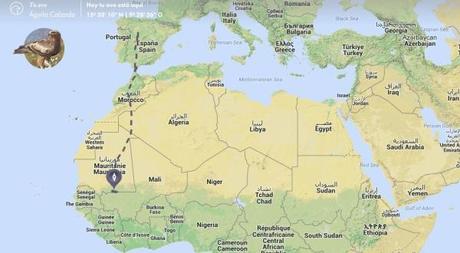 Este es el viaje hacia el calor que ha realizado el águila calzada de ecointeligencia