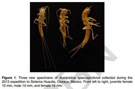 Estudios moleculares en una cavidad de México Estudios moleculares en una cavidad de México