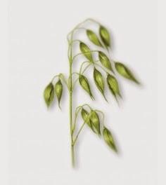 Champú en seco a la leche de Avena de Klorane para todo tipo de cabellos. Champú en seco a la leche de Avena de Klorane para todo tipo de cabellos.