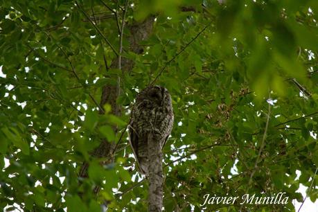 CÁRABO COMÚN (Strix aluco)