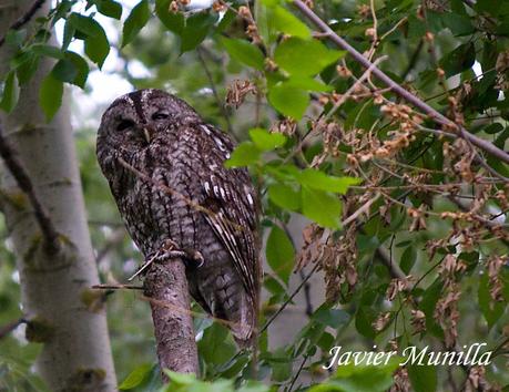 CÁRABO COMÚN (Strix aluco)